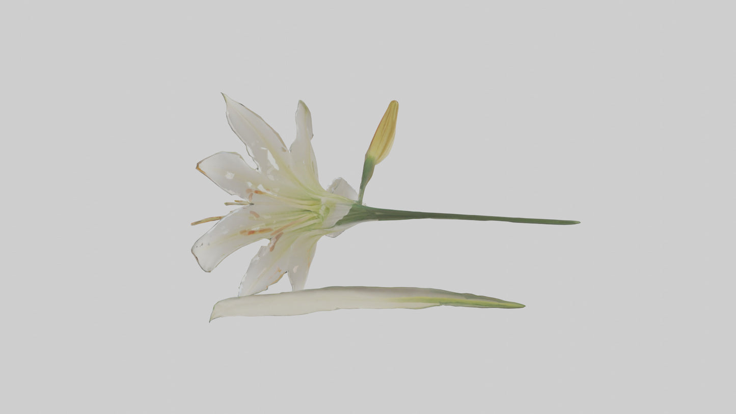 Garden Lily model VR / AR / low-poly