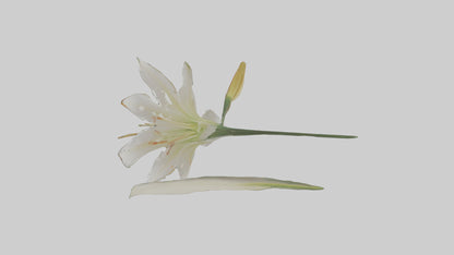 Garden Lily model VR / AR / low-poly