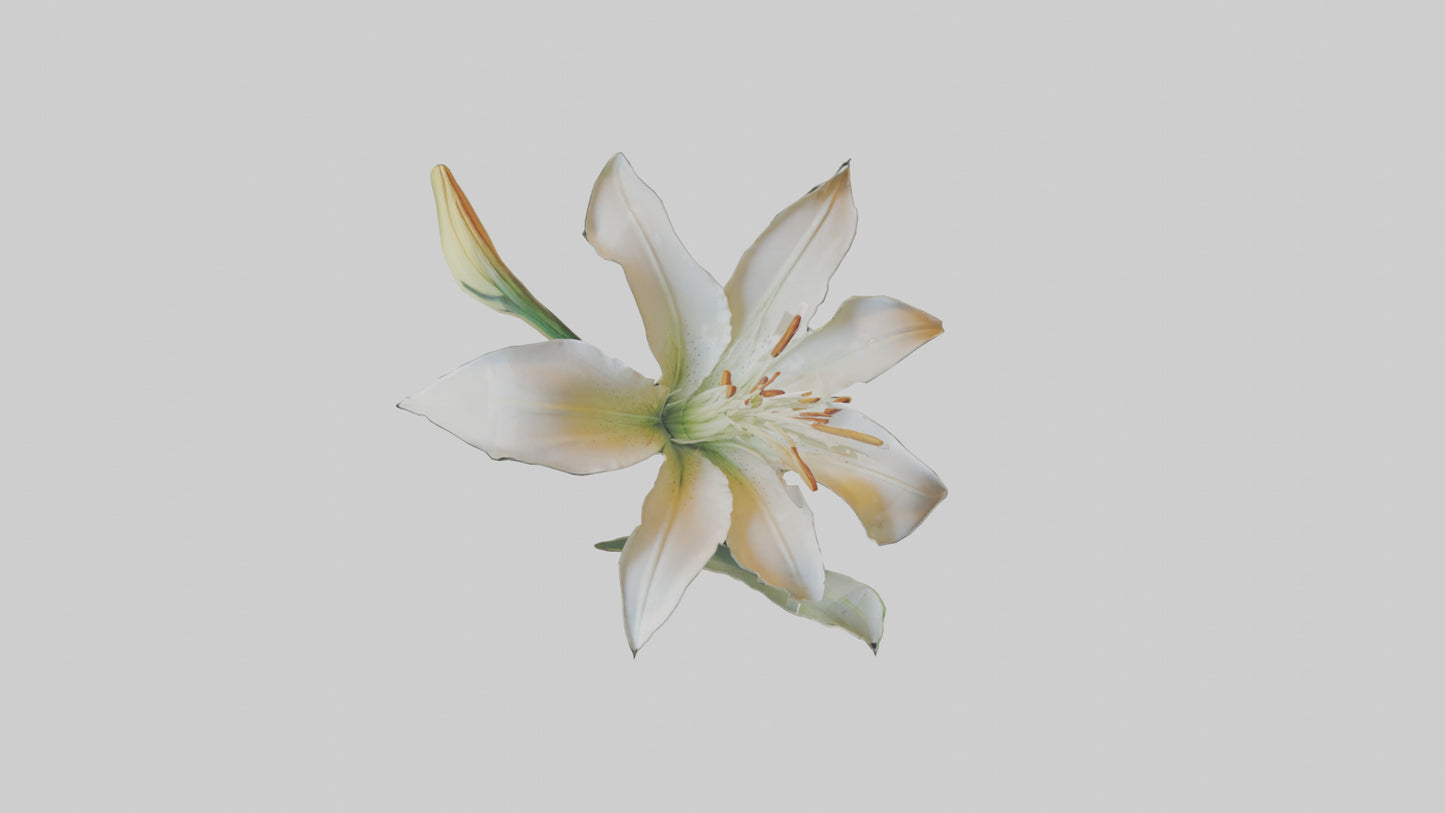 Garden Lily model VR / AR / low-poly