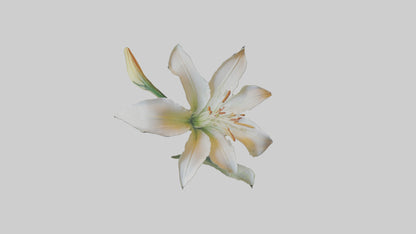 Garden Lily model VR / AR / low-poly
