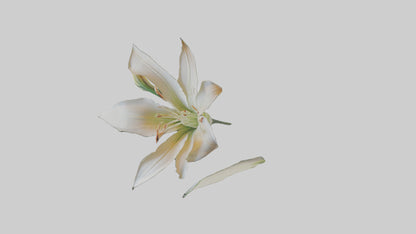 Garden Lily model VR / AR / low-poly
