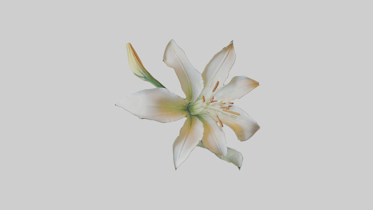 Garden Lily model VR / AR / low-poly