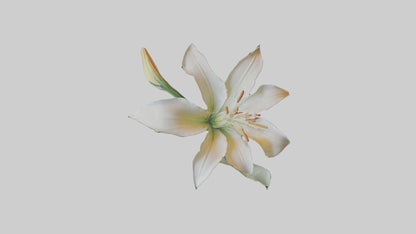 Garden Lily model VR / AR / low-poly