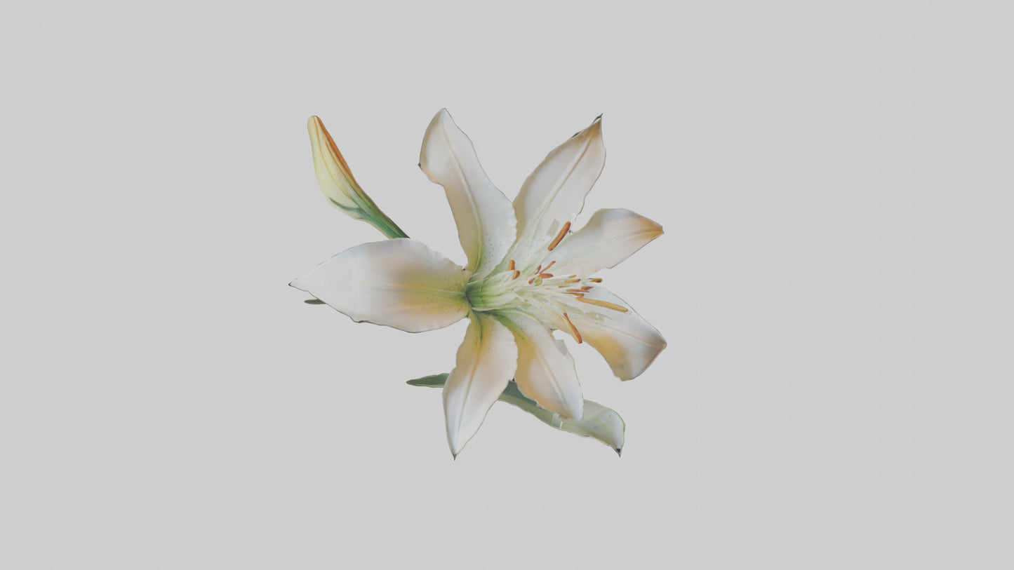 Garden Lily model VR / AR / low-poly