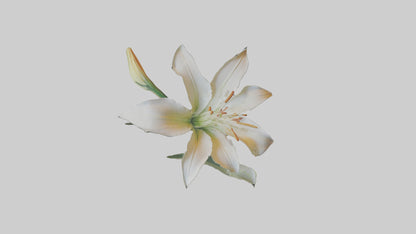 Garden Lily model VR / AR / low-poly