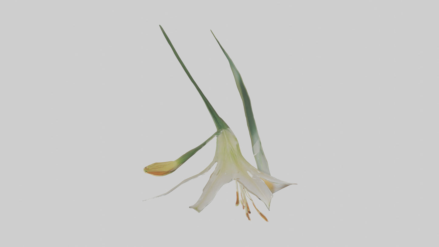 Garden Lily model VR / AR / low-poly