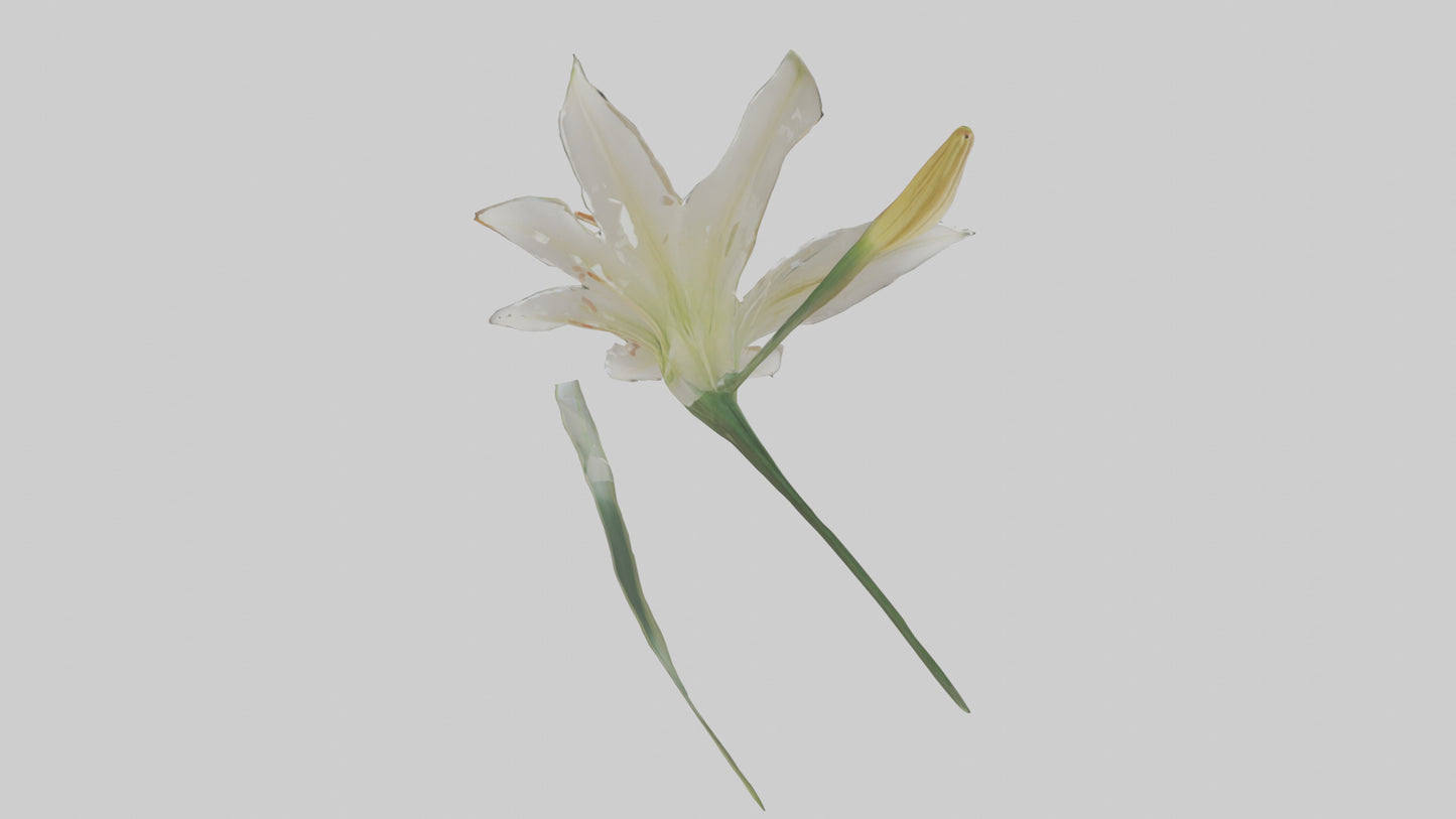 Garden Lily model VR / AR / low-poly