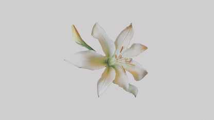 Garden Lily model VR / AR / low-poly