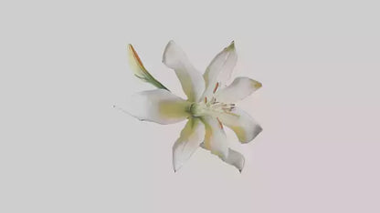 Garden Lily model VR / AR / low-poly