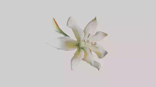 Garden Lily model VR / AR / low-poly