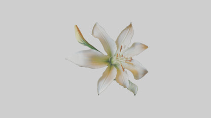 Garden Lily model VR / AR / low-poly