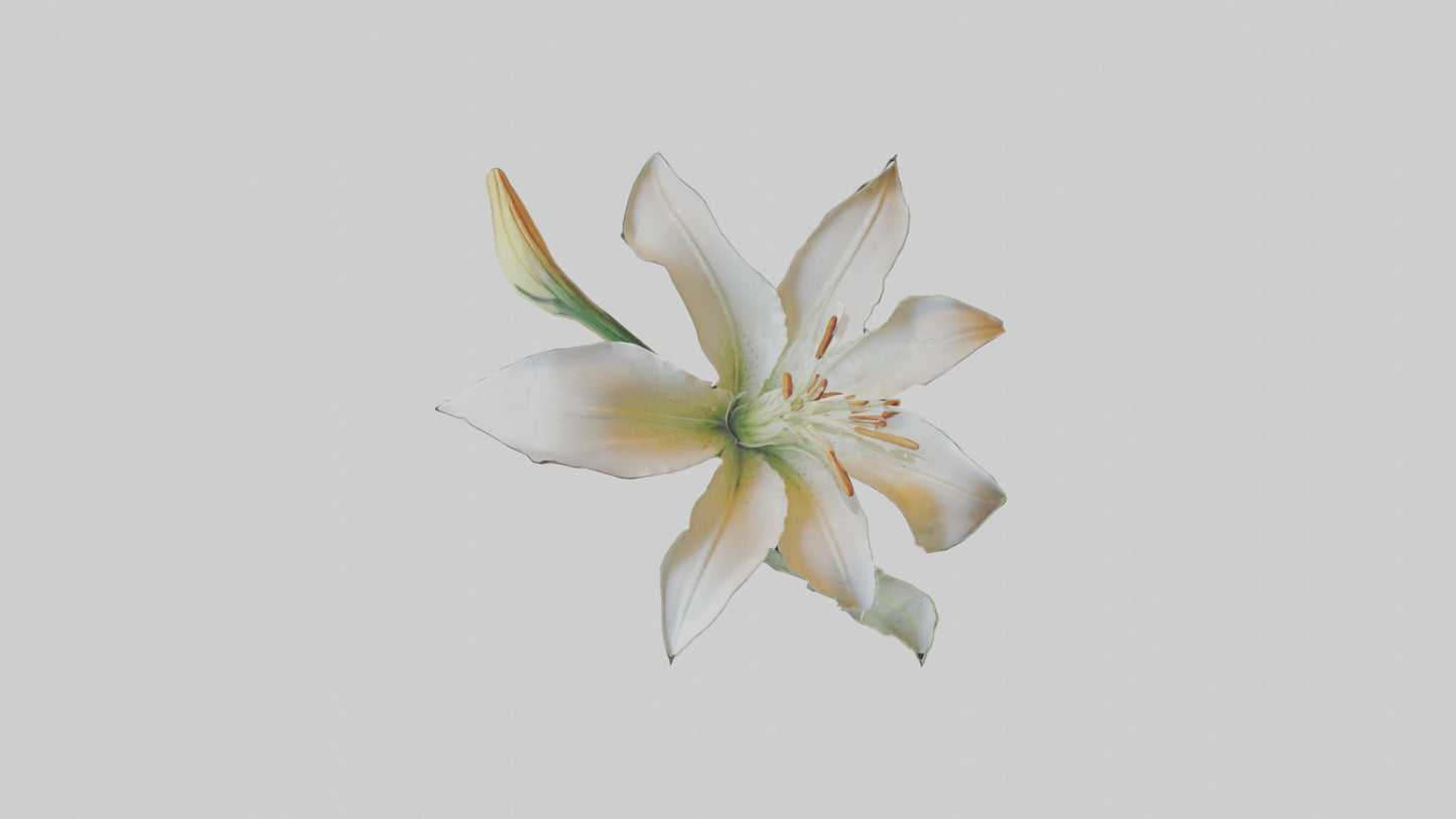 Garden Lily model VR / AR / low-poly