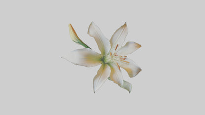 Garden Lily model VR / AR / low-poly