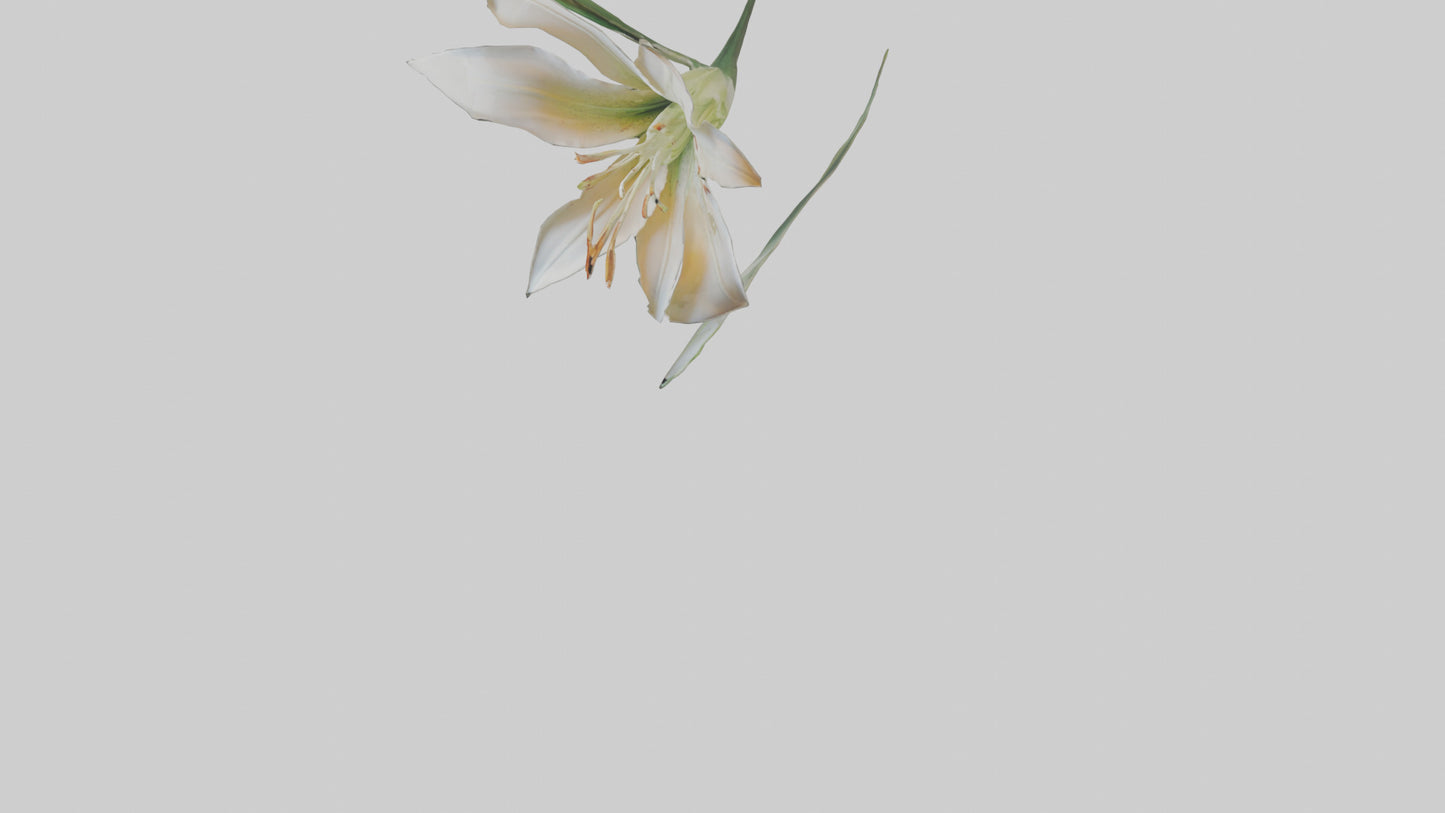Garden Lily model VR / AR / low-poly