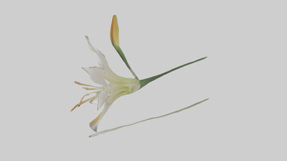 Garden Lily model VR / AR / low-poly