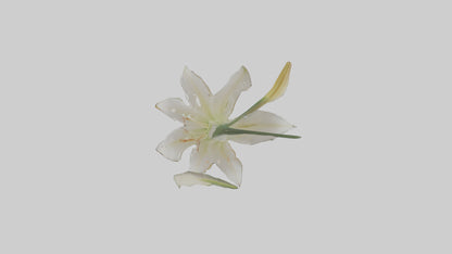 Garden Lily model VR / AR / low-poly