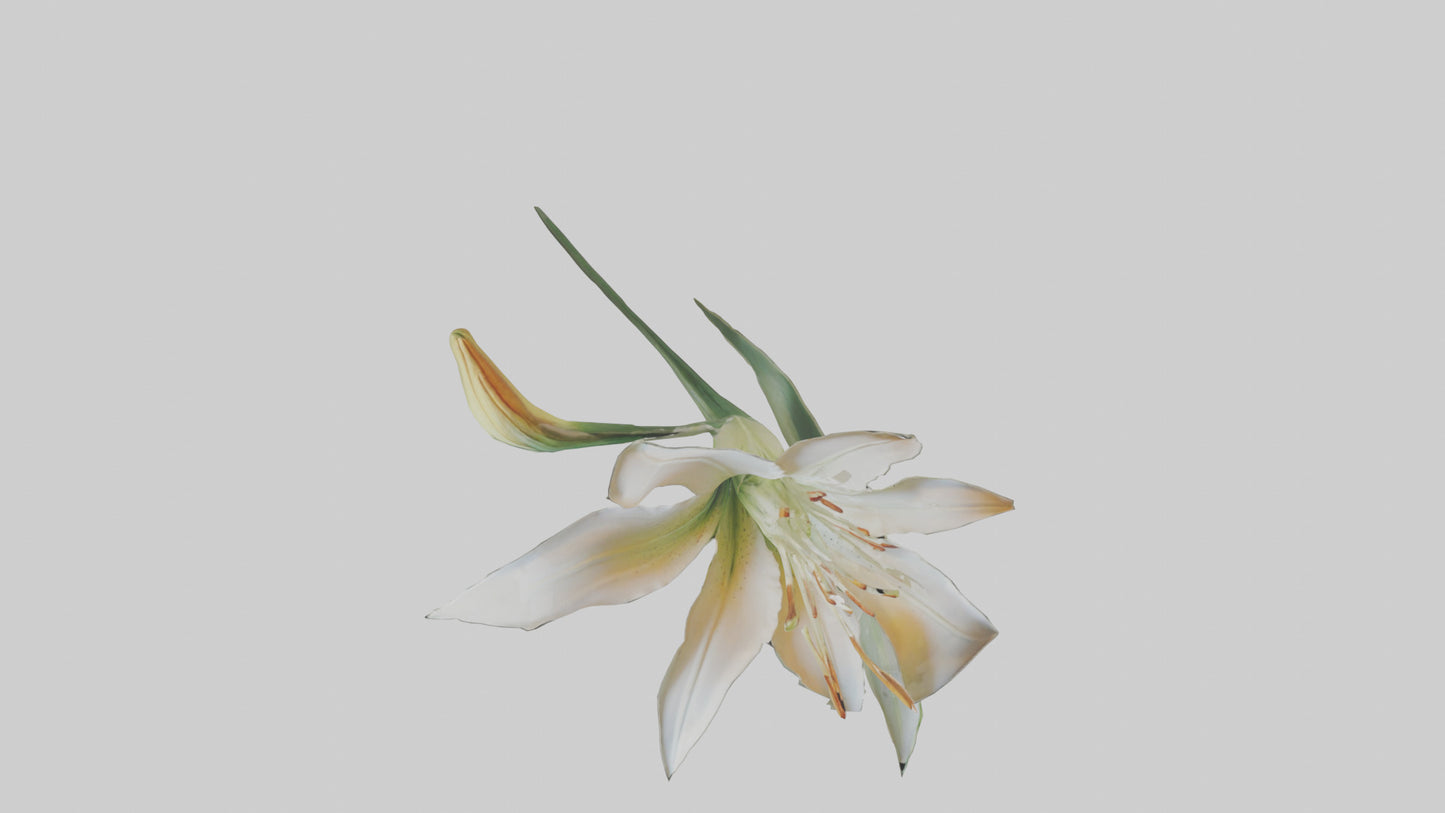 Garden Lily model VR / AR / low-poly