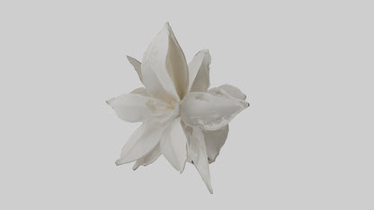 3D model Gardenia model VR / AR / low-poly