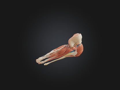 3D model Gastrocnemius Muscle Model VR / AR / low-poly