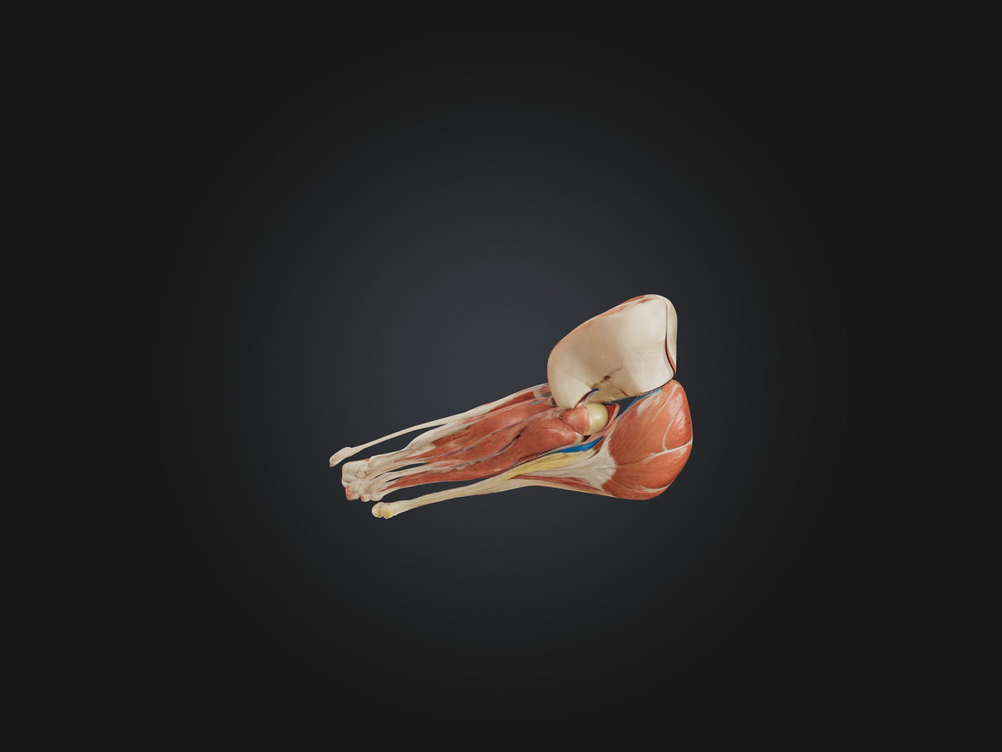 3D model Gastrocnemius Muscle Model VR / AR / low-poly
