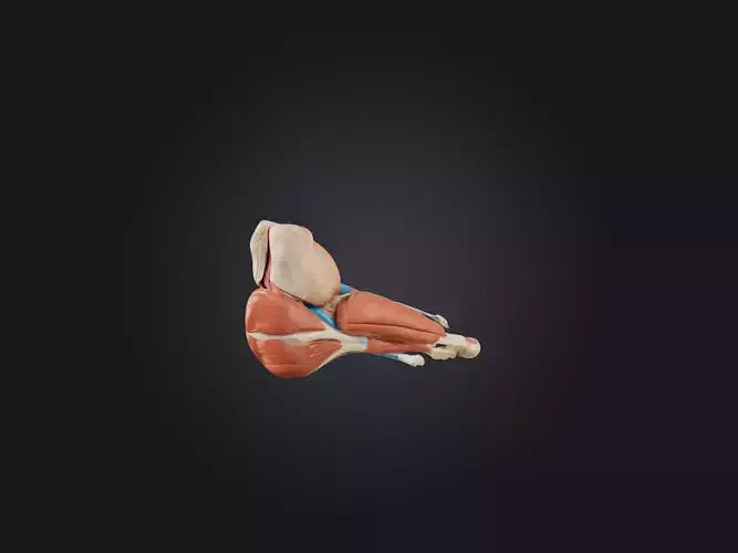 3D model Gastrocnemius Muscle Model VR / AR / low-poly