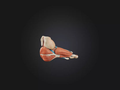 3D model Gastrocnemius Muscle Model VR / AR / low-poly