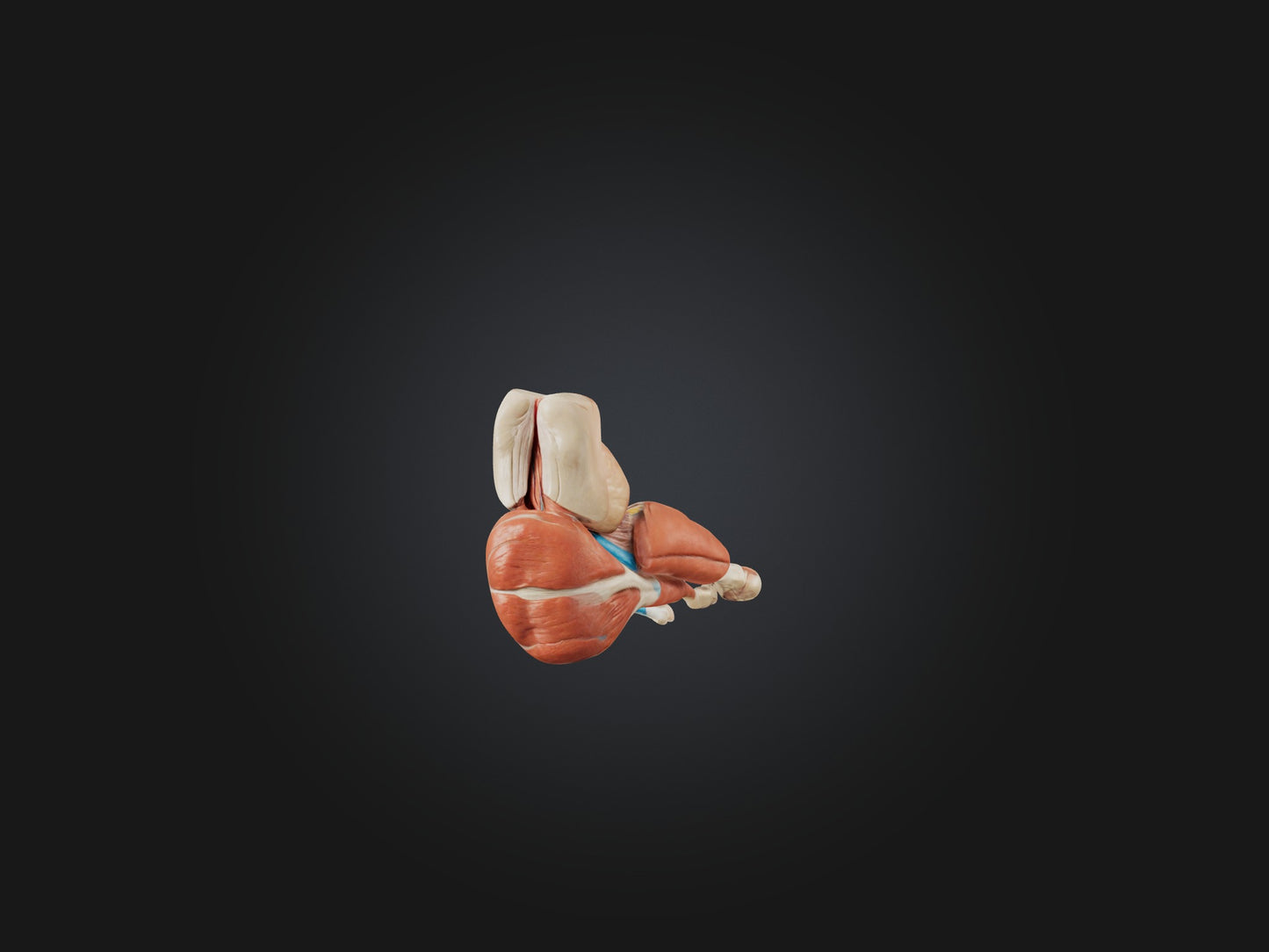 3D model Gastrocnemius Muscle Model VR / AR / low-poly