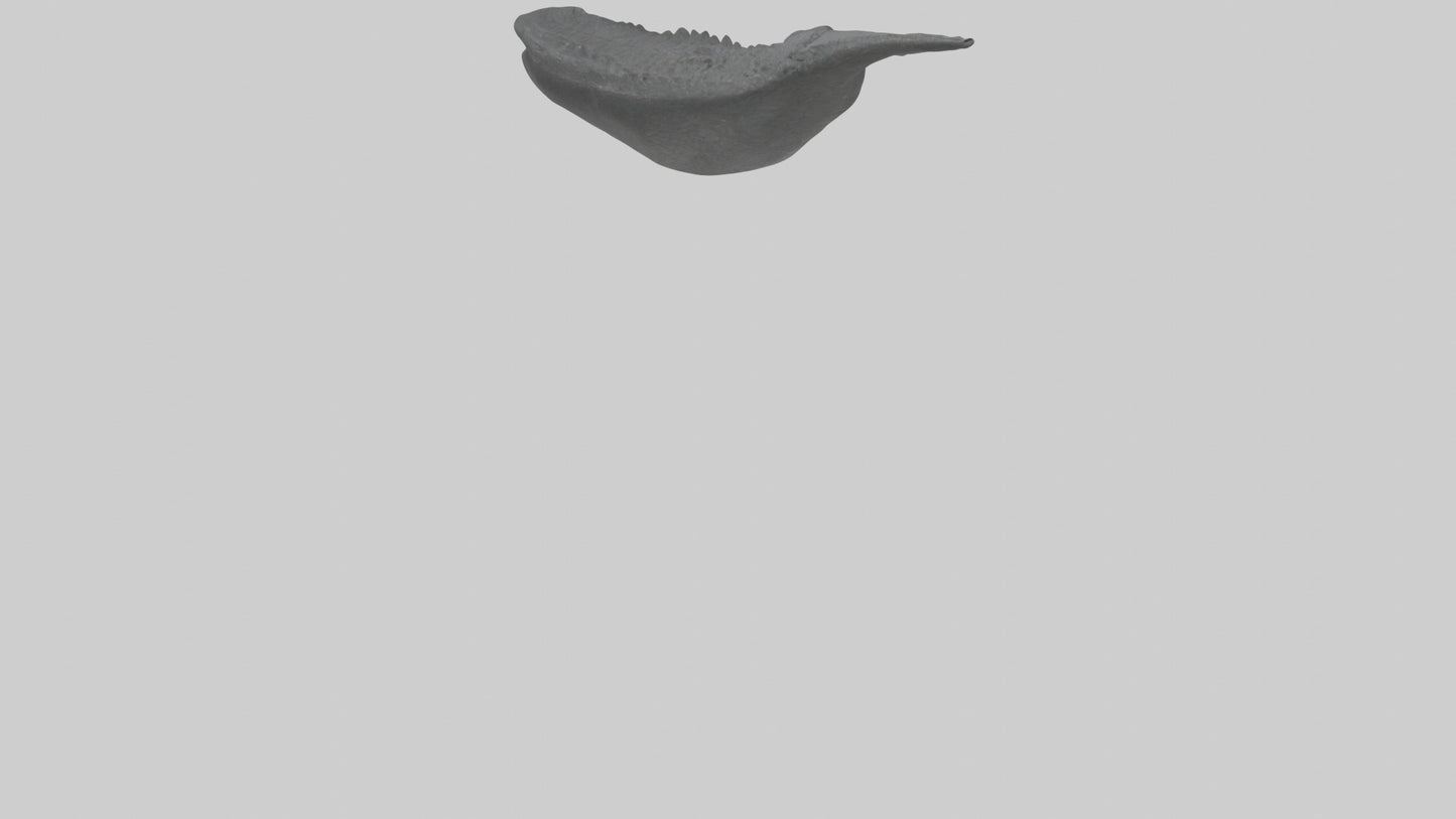 3D model Gator Tail Model VR / AR / low-poly