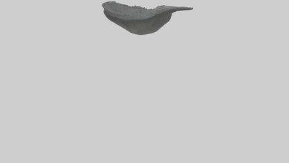 3D model Gator Tail Model VR / AR / low-poly