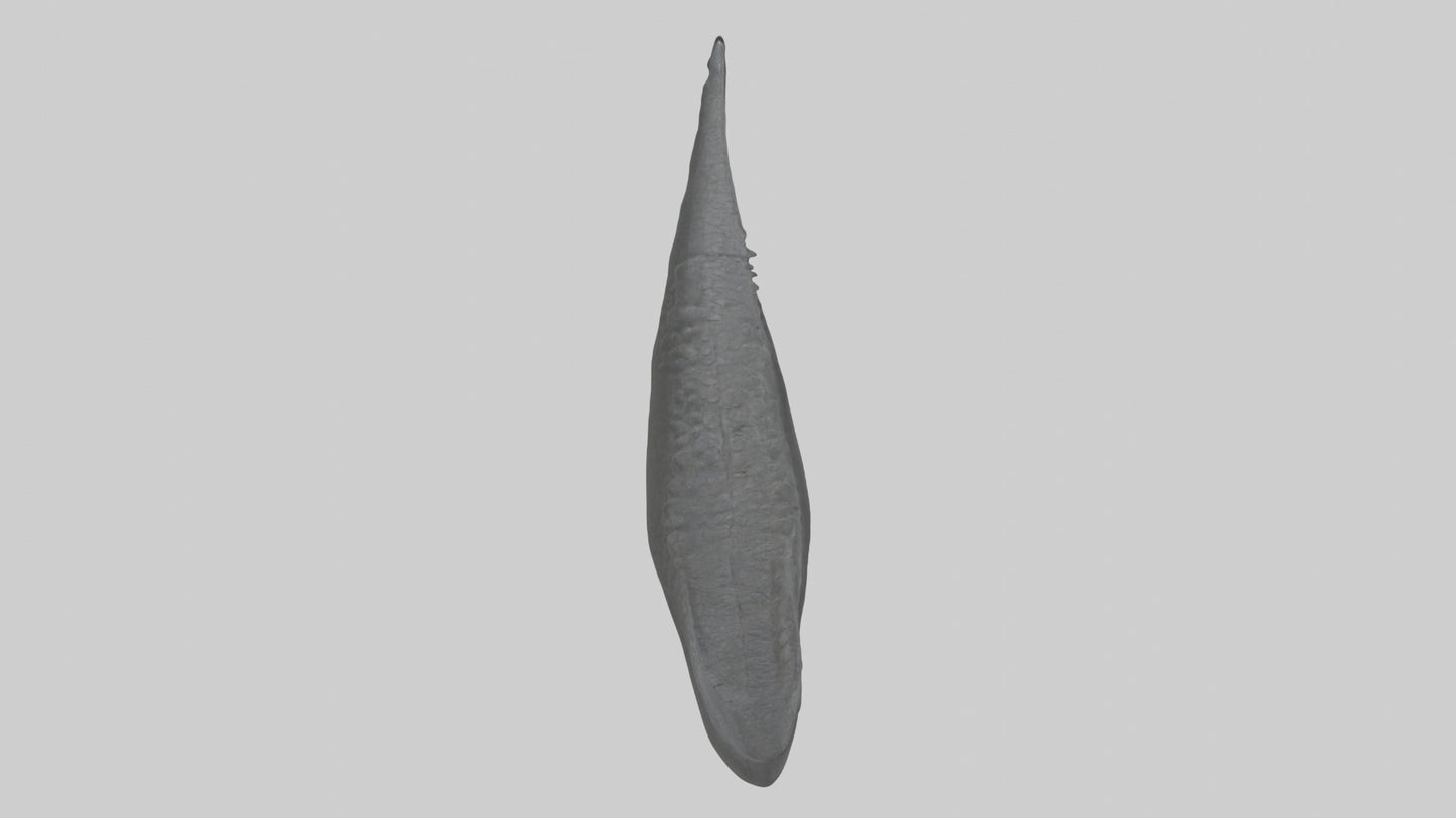 3D model Gator Tail Model VR / AR / low-poly