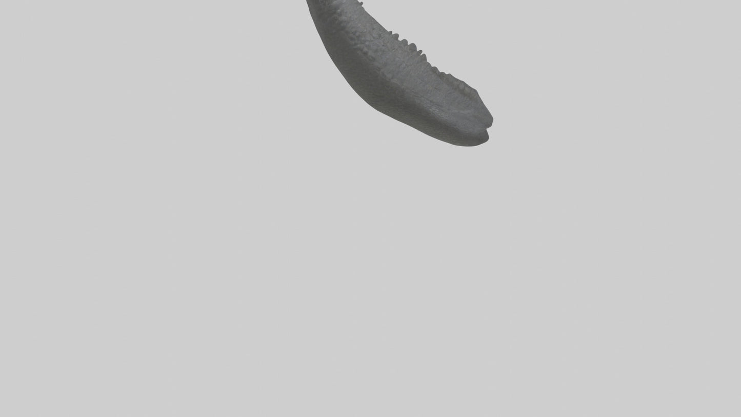 3D model Gator Tail Model VR / AR / low-poly