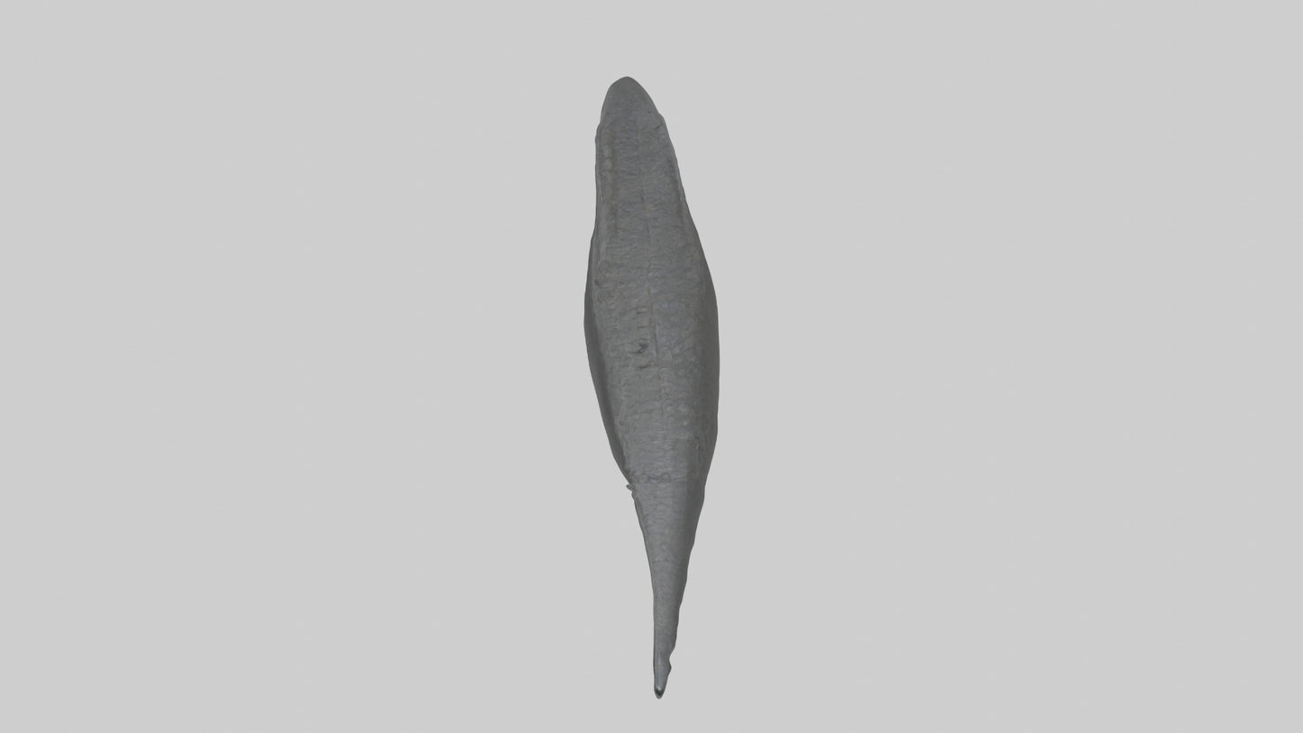 3D model Gator Tail Model VR / AR / low-poly