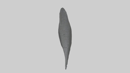 3D model Gator Tail Model VR / AR / low-poly