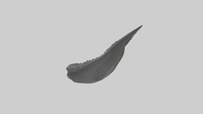 3D model Gator Tail Model VR / AR / low-poly