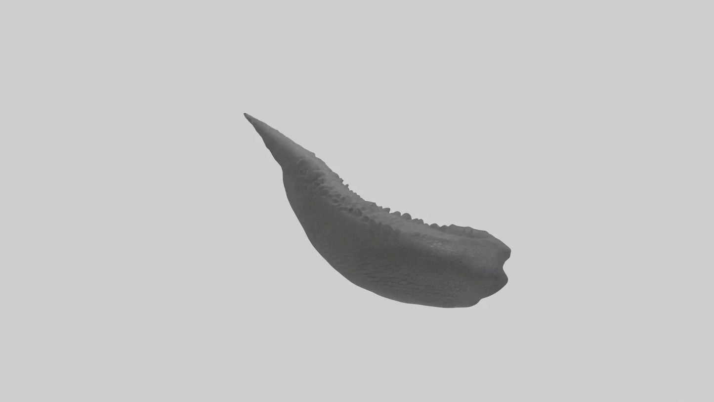 3D model Gator Tail Model VR / AR / low-poly
