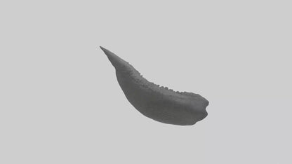 3D model Gator Tail Model VR / AR / low-poly