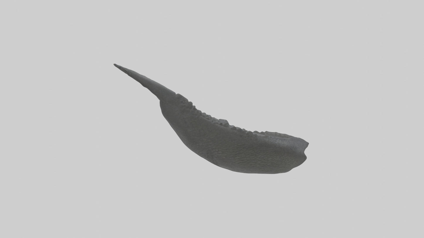 3D model Gator Tail Model VR / AR / low-poly