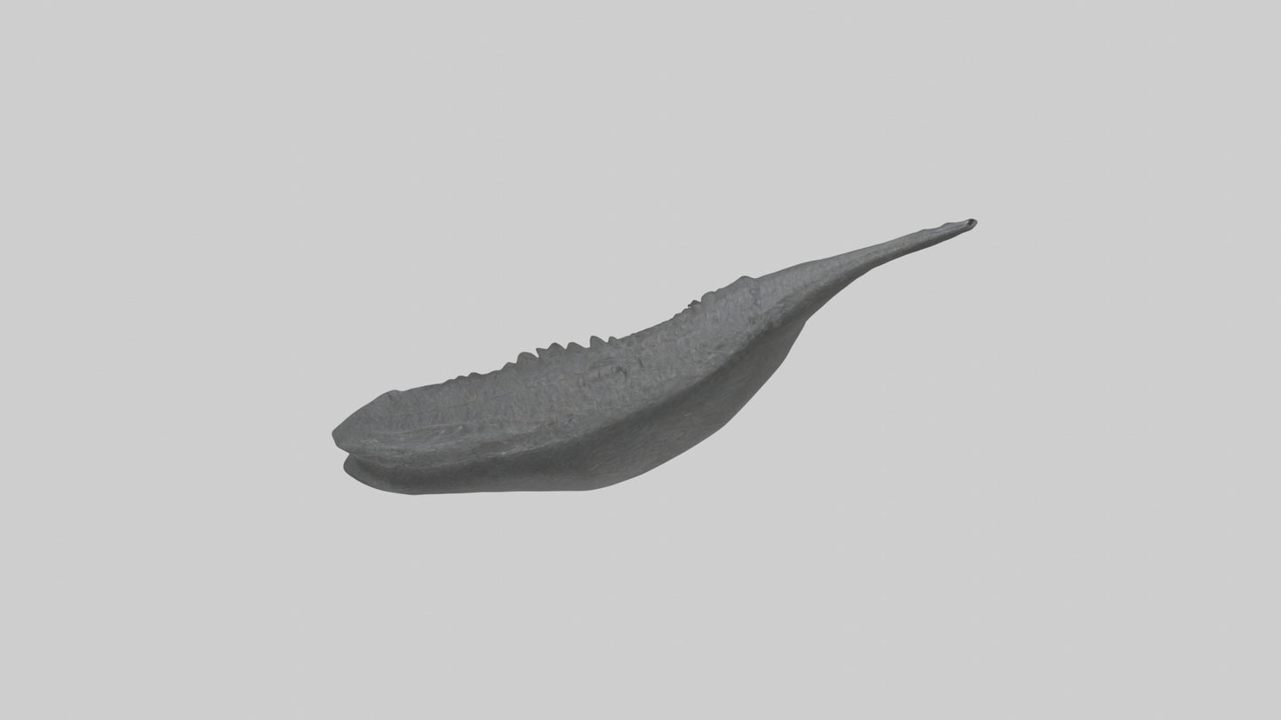 3D model Gator Tail Model VR / AR / low-poly