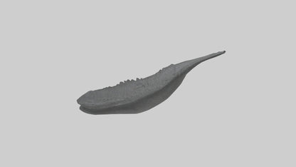 3D model Gator Tail Model VR / AR / low-poly