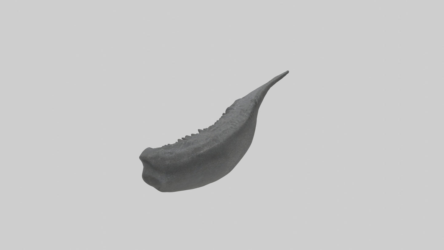 3D model Gator Tail Model VR / AR / low-poly