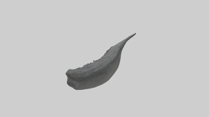 3D model Gator Tail Model VR / AR / low-poly