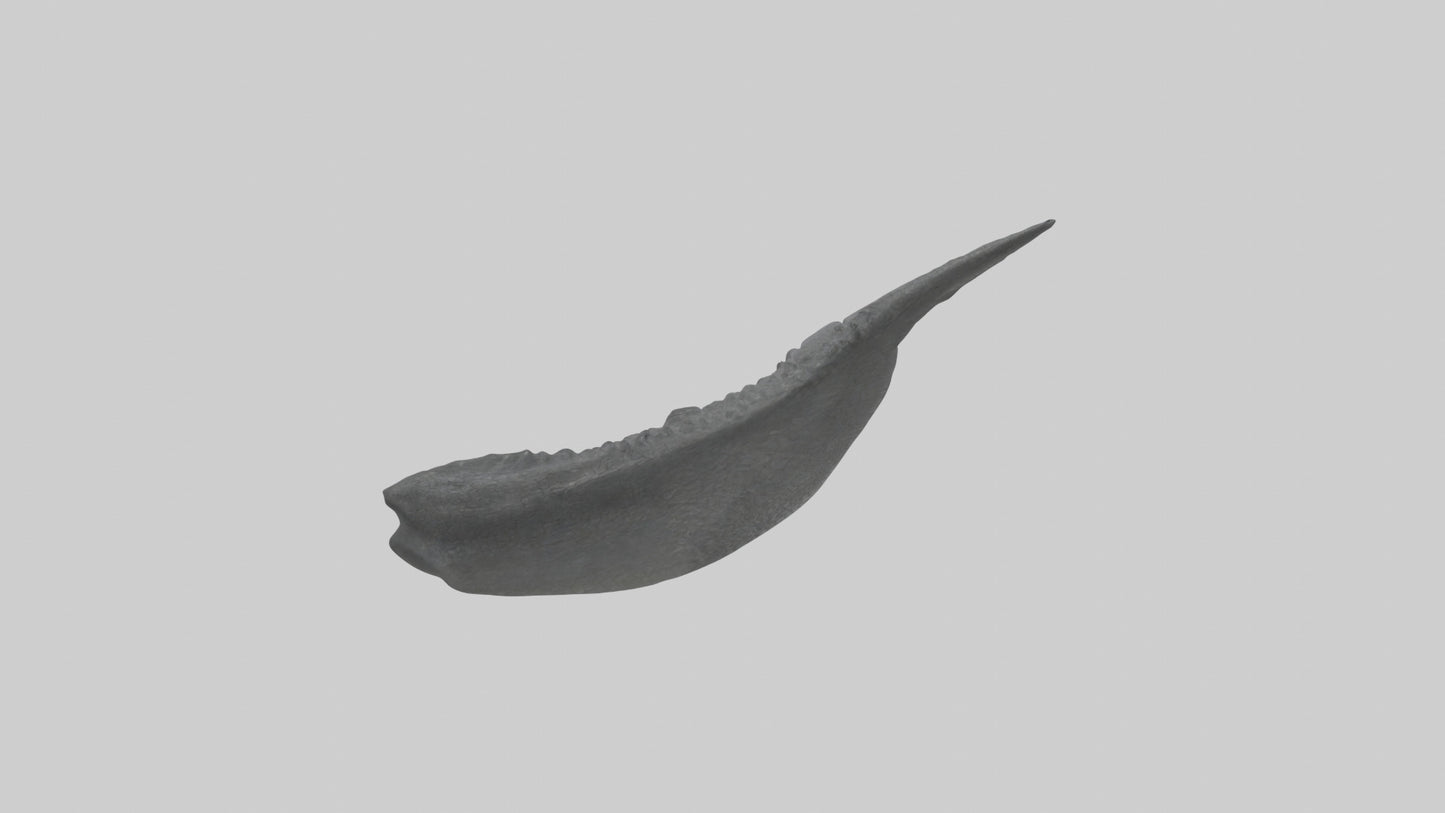 3D model Gator Tail Model VR / AR / low-poly
