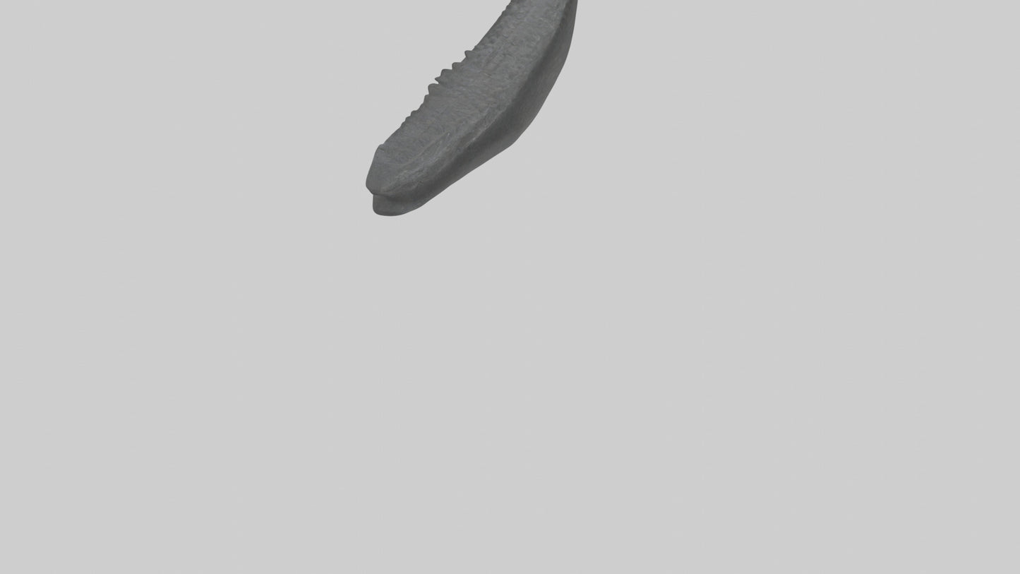 3D model Gator Tail Model VR / AR / low-poly