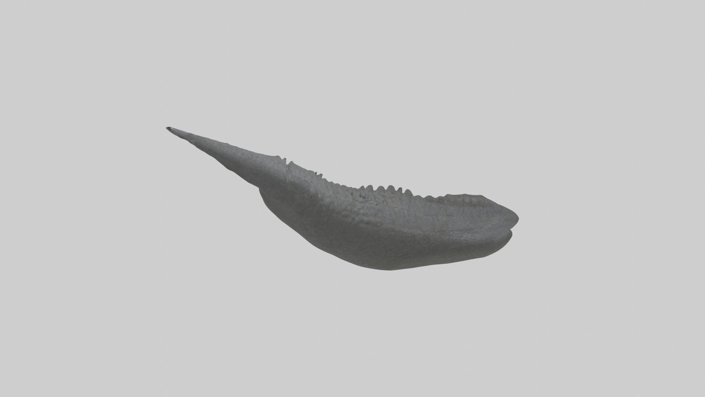 3D model Gator Tail Model VR / AR / low-poly