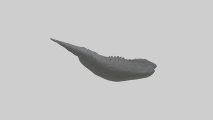 3D model Gator Tail Model VR / AR / low-poly