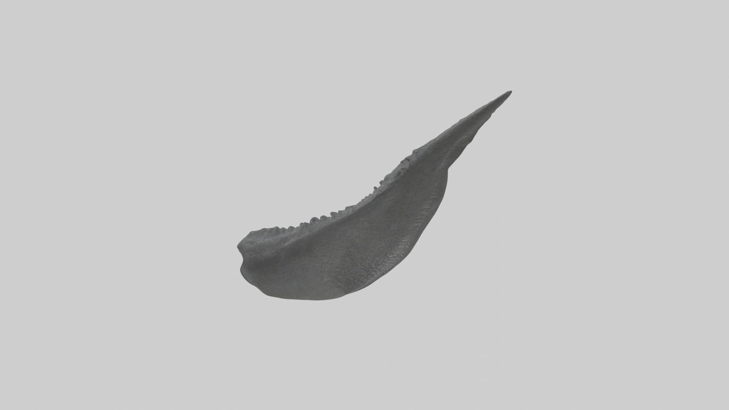 3D model Gator Tail Model VR / AR / low-poly