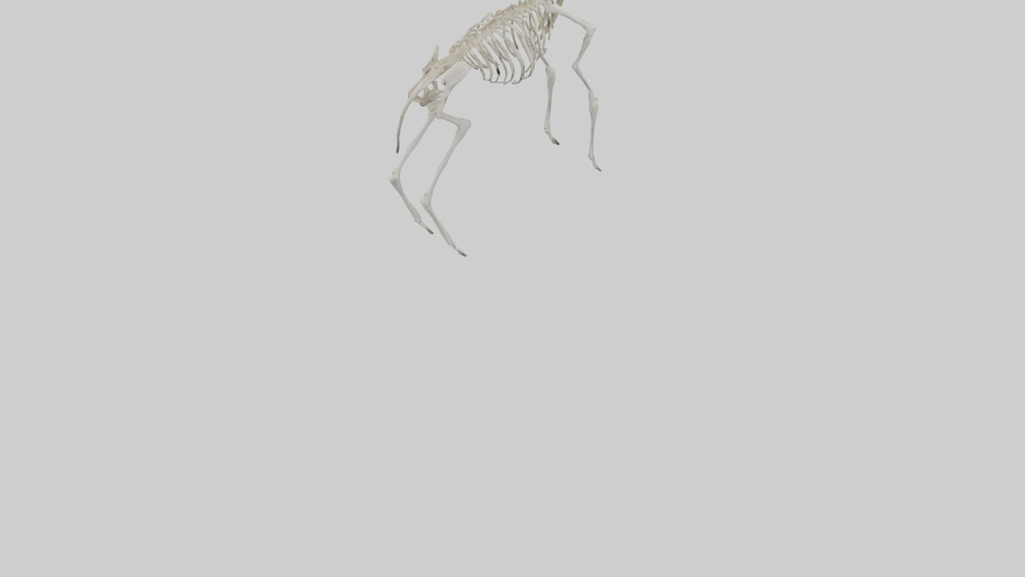 Gazelle Skeleton model VR / AR / low-poly