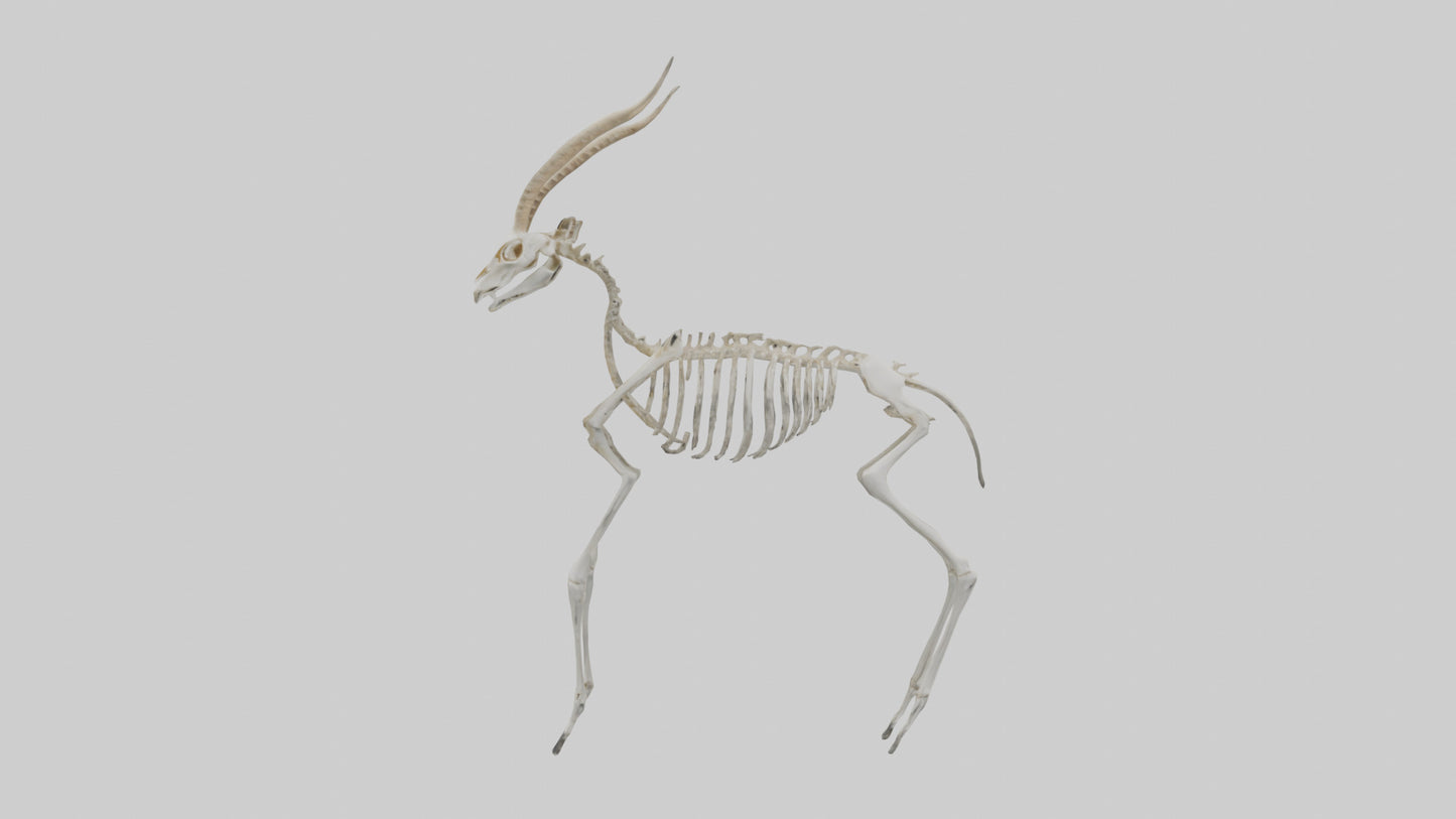 Gazelle Skeleton model VR / AR / low-poly