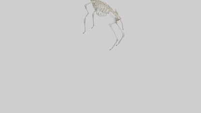 Gazelle Skeleton model VR / AR / low-poly