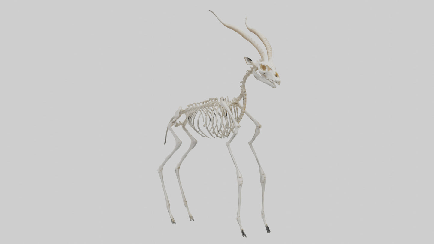 Gazelle Skeleton model VR / AR / low-poly